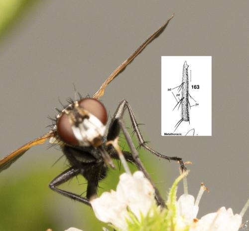Cylindromyia sp.
